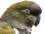 Conure - Large